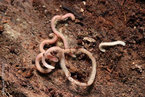 Obraz 朽ち木裏に群れる薄ピンク色の土壌動物タマモヒラタヤスデ（自然環境下マクロ撮影）