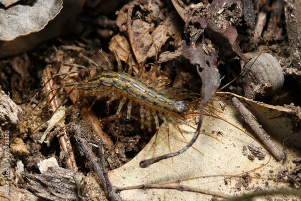 Obraz 山林の土壌を徘徊するムカデと同類のゲジ（旧ゲジゲジ・アウトドアフィールド多足類マクロ撮影）