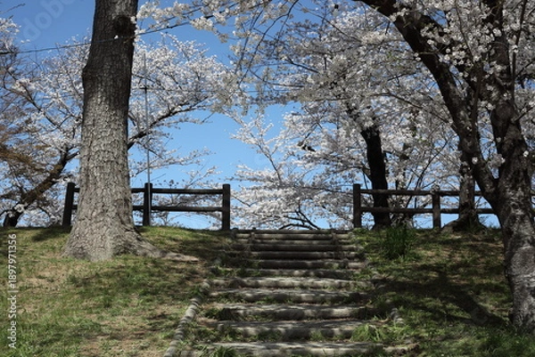 Obraz 城址公園の桜　