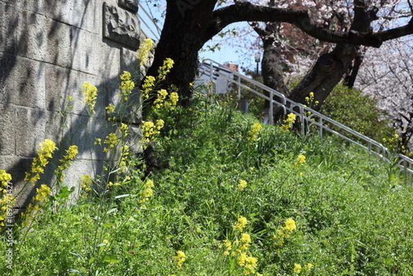 Obraz 川沿いのセイヨウカラシナとサクラ