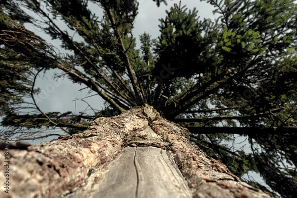 Obraz Alt wie ein Baum