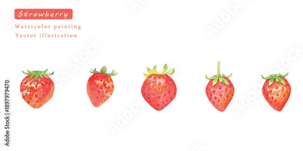 Obraz 水彩で描いたイチゴのベクターイラストセット