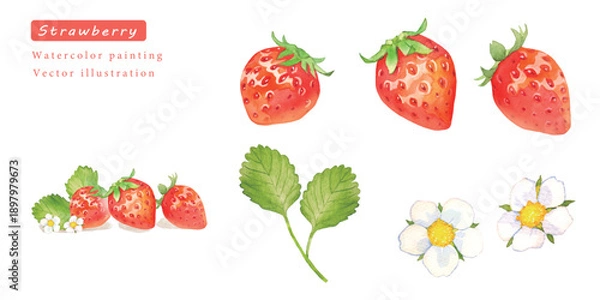 Obraz 水彩で描いたイチゴのベクターイラストセット