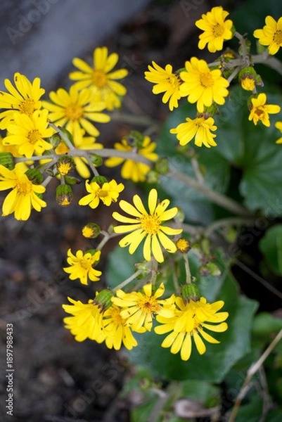 Obraz ツワブキの花