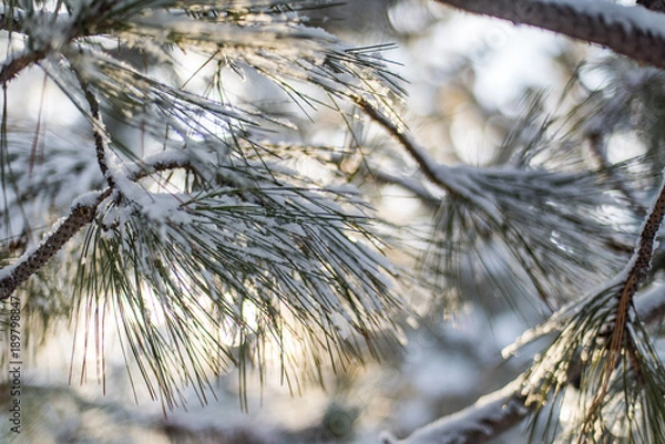Fototapeta Morning sun backlit winter scene of fresh snow on pine tree branches