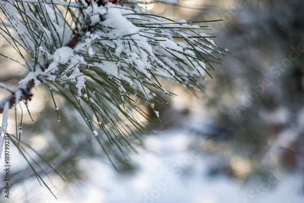 Fototapeta Morning sun backlit winter scene of fresh snow on pine tree branches