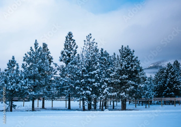 Fototapeta Morning sun backlit winter scene of fresh snow on pine tree branches