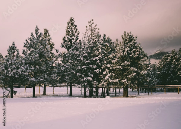 Fototapeta Morning sun backlit winter scene of fresh snow on pine tree branches