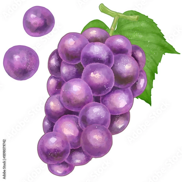 Obraz リアルな赤紫の葡萄のイラスト
