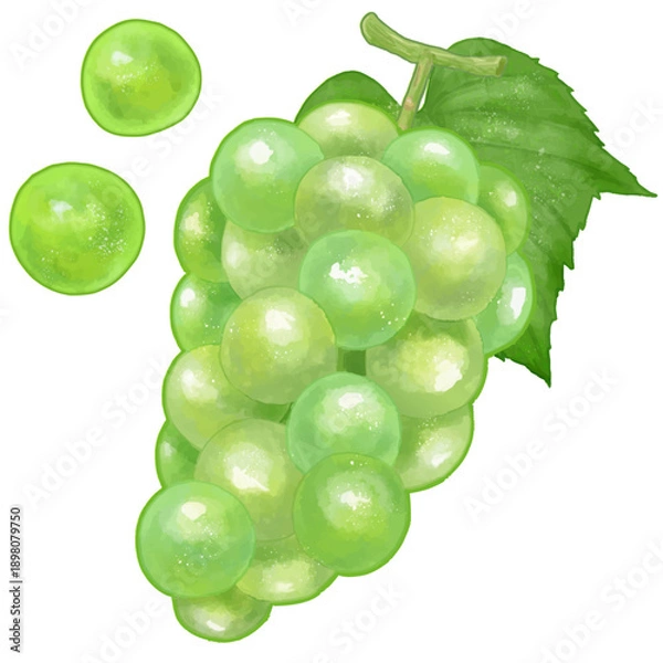 Obraz リアルなマスカットのイラスト