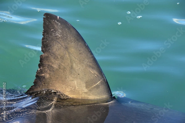 Obraz Płetwa rekina nad wodą. Ścieśniać. Płetwa grzbietowa żarłacza białego, nazwa naukowa: Carcharodon carcharias, False Bay, RPA, Ocean Atlantycki