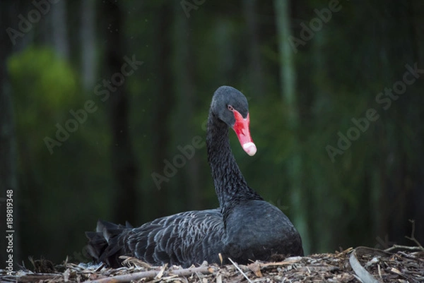 Fototapeta Swan Nesting