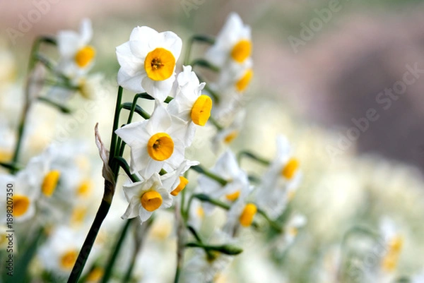 Obraz 春を待ちわびた土手に咲くスイセン