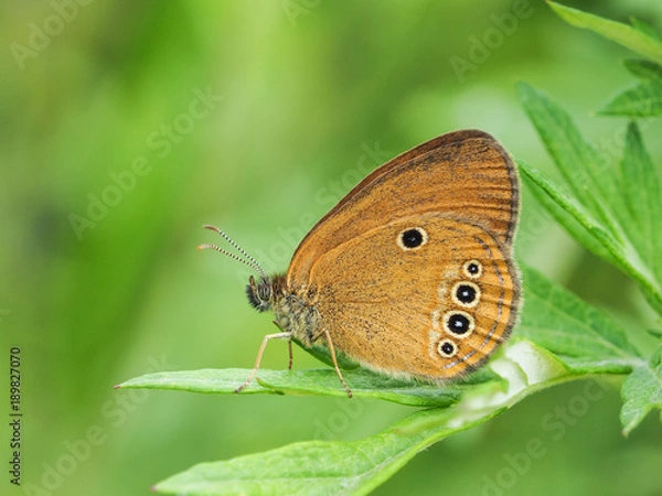 Obraz ヒメヒカゲ