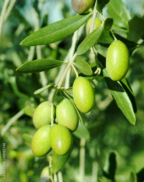 Obraz Green olives on a tree