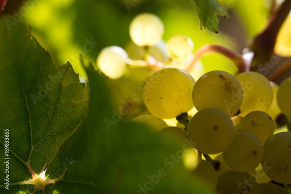 Obraz white wine grape in vineyard