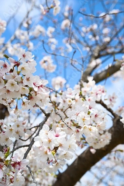 Obraz 夙川の桜