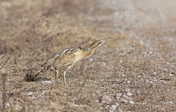 Fototapeta great bittern