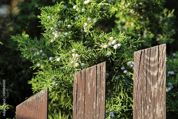 Obraz Juniper and old railing