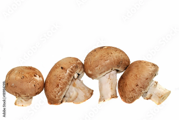 Fototapeta braune Champignons