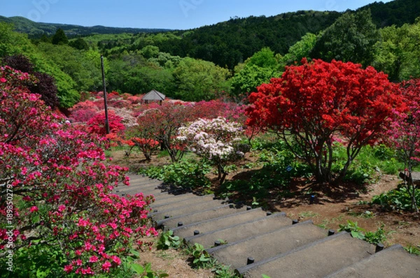 Fototapeta 茨城県笠間市　笠間つつじ公園　満開の笠間つつじ