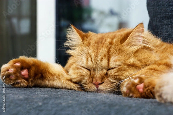 Obraz Sleeping Cute Ginger cat on the sofa. Close up sleeping Red cat.