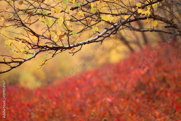 Fototapeta image of Bashang in Hebei, China