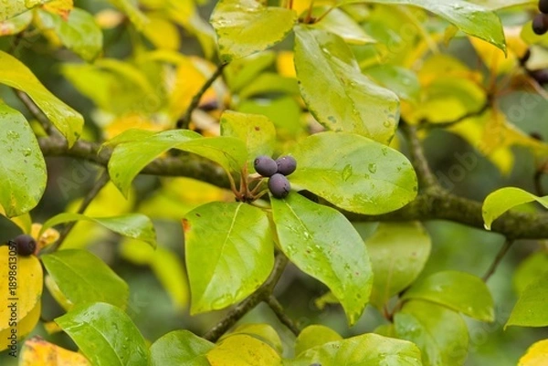 Obraz Plant list 2025 - Nyssa sylvatica