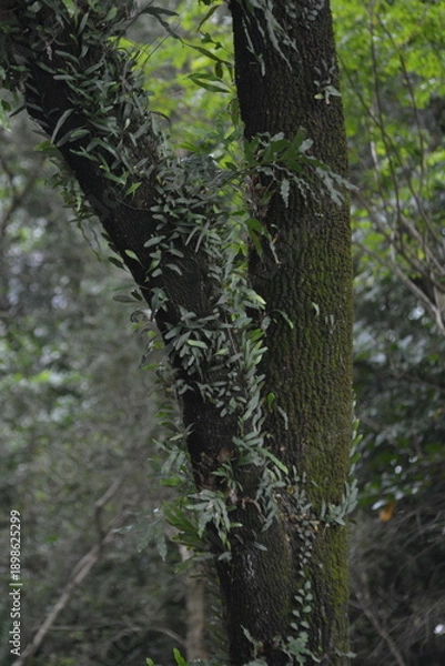 Obraz Vine covered tree trunks in dense green forest