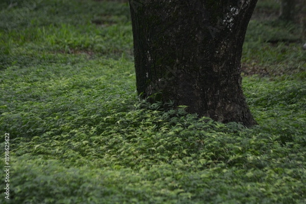 Obraz Large tree base with green ground cover texture