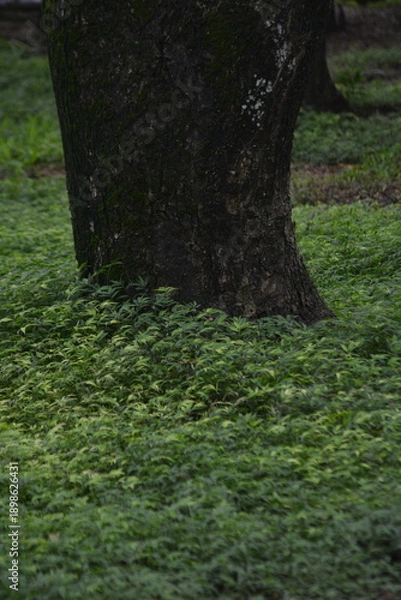 Obraz Forest path with leaning tree trunks forming natural arch