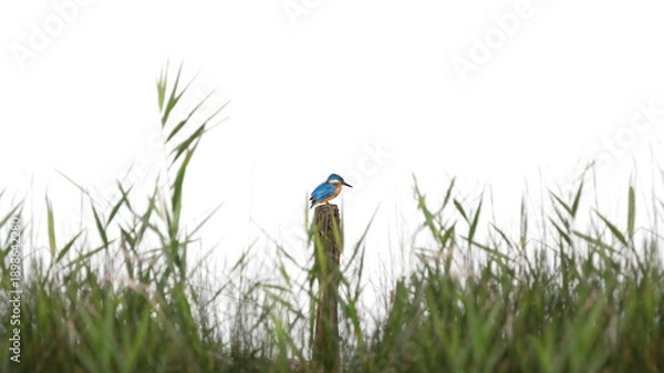 Obraz Tiny Common Kingfisher (Alcedo Atthis)