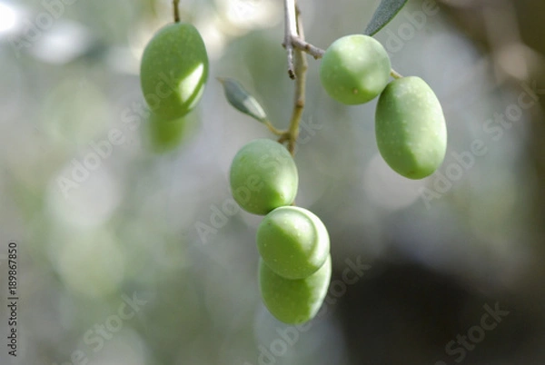 Fototapeta Olive branch with green olives outside in nature. Close up.