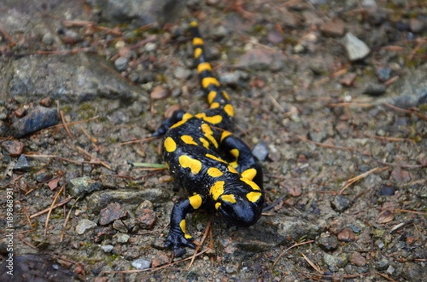 Obraz Salamander