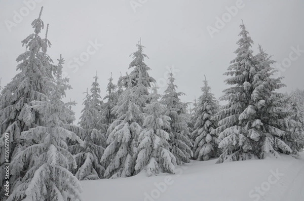 Obraz Winter trees