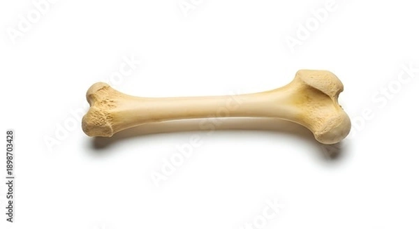 Obraz dog bone isolated on white