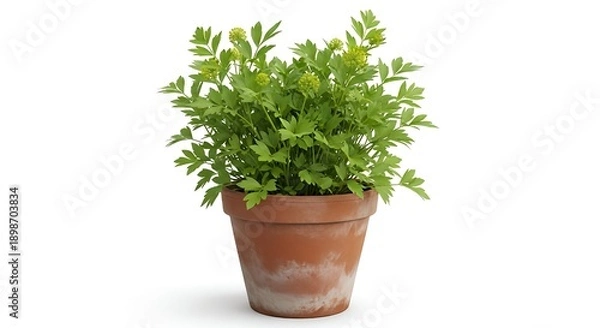 Obraz fresh herbs in a pot