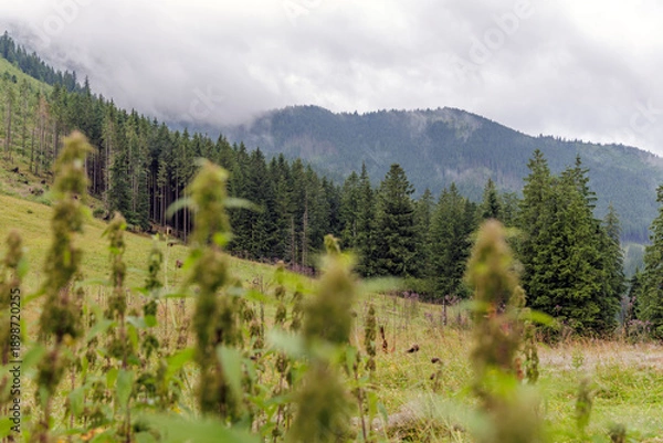Obraz Misty Spruce Forest on Mountain Slope