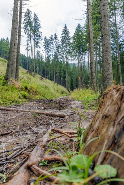 Obraz Muddy Forest Path After Rain with Tree Stump
