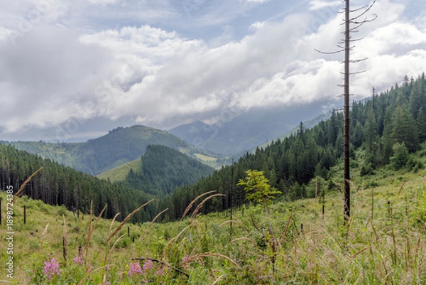 Obraz High Mountain Valley View with Dry Tree Trunks