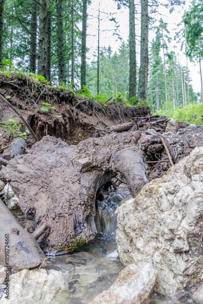 Obraz Forest Stream Flowing Under Old Tree Root