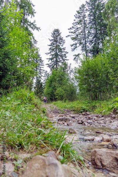 Obraz Small Stream Flowing Over Forest Road