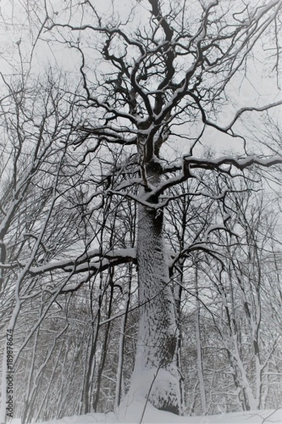 Obraz oak in the winter park