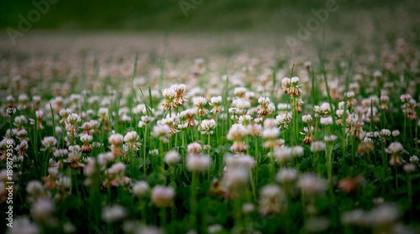 Obraz Clover Field, Vermont