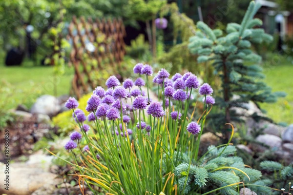 Obraz Garden Allium flower bed
