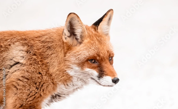 Fototapeta red fox portrait