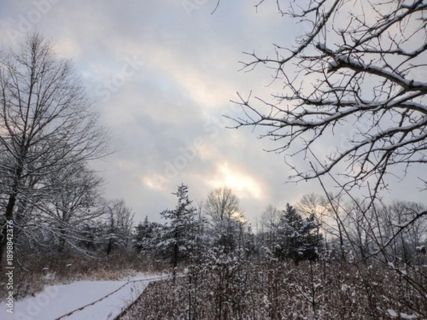 Obraz sunset in the forest