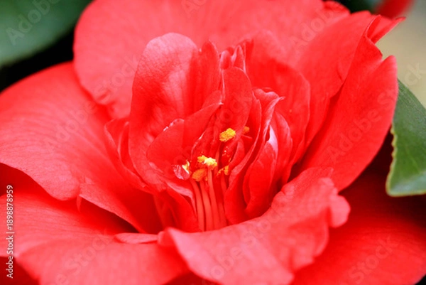 Obraz 한국에서 봄에 피는 붉은 동백꽃 클로즈업 