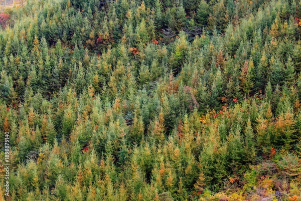 Obraz 가을 나무가 우거진 푸른 숲에서 나뭇잎이 단풍으로 변하고 있습니다  