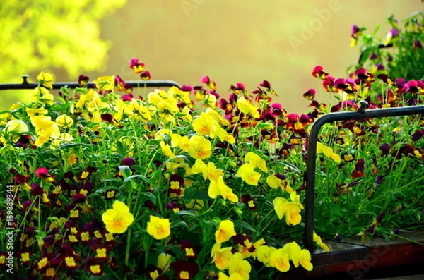 Fototapeta colorful flowers in spring